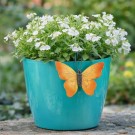 Sommerfugler til potter - sett med 6 ulike sommerfugler thumbnail