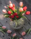 Tulipanbukett - rød thumbnail