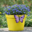 Sommerfugler til potter - sett med 6 ulike sommerfugler thumbnail