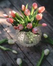 Tulipanbukett - plommerød thumbnail