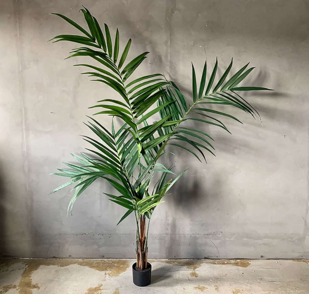 Så gøy med litt størrelse, denne gjør noe ut av seg! Lekker plante, leveres delt så den er lett å få med seg i bil. God pris på kvalitetsprodukt fra Trend design.